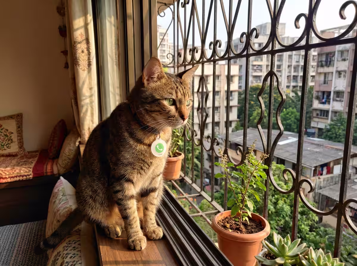 Cat looking through a window with a safety tag theme