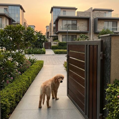 A puppy looking back near an open gate in an upscale neighborhood